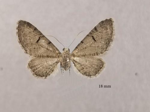 Eupithecia extraversaria